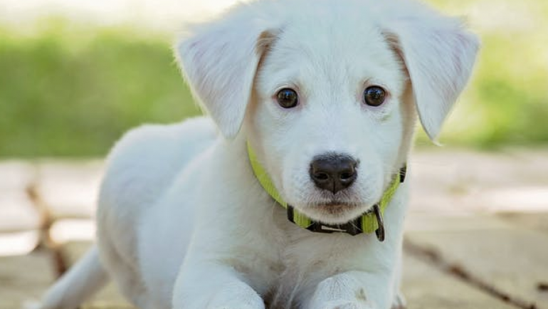 Puppies