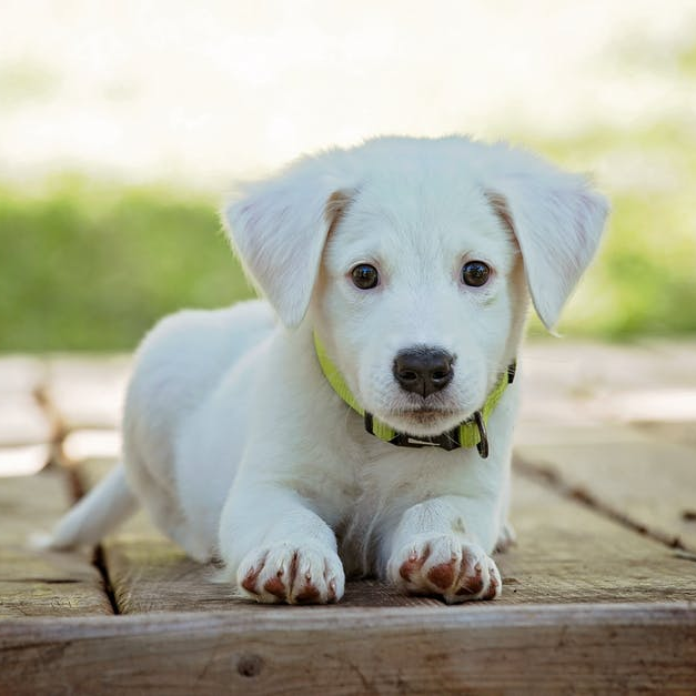 Puppies